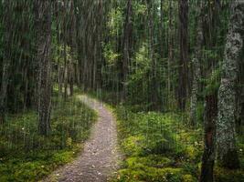 un camino debajo arboles en un profundo bosque. foto