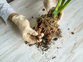 A gloved hand shows the damaged diseased orchid roots on the table. Close-up of the affected orchid roots. The plant needs to be transplanted. photo