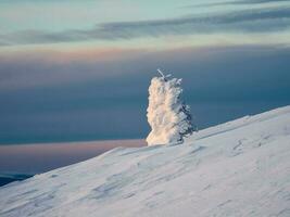 Bright magical bizarre silhouette of fir tree are plastered with snow. Arctic harsh nature. Mystical fairy tale of the winter. Snow covered lonely Christmas fir tree on mountainside. photo