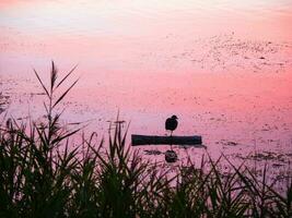 el lago pájaro descansa en pie en uno pierna en el noche foto