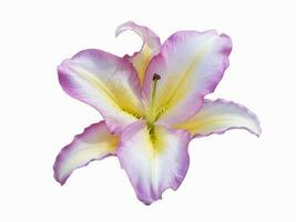 Delicate purple Lily isolated on white background. Beautiful still life. Flower in the shape of a star. Spring time. Flat lay, top view photo