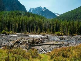 Dry bed of a mountain river with fallen tree trunks. Mountain river - stream flowing through green forest. Stream in dense wood. Big boulders in river bed with fallen tree trunks covered in moss. photo