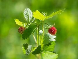 A Bush of ripe forest strawberries on a bright natural green background photo