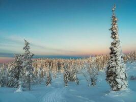 Soft focus. Trail through the winter forest at early morning through fir trees wrapped in snow. Arctic harsh nature. Mystical fairy tale of the winter frost forest. photo