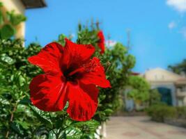 brillante rojo hibisco soltero flor. grande rojo hibisco flor en el cielo antecedentes en Rivera. foto