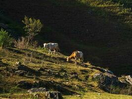 Two purebred cows standing on an alpine pasture together. A steep mountain slope with two cows grazing. Green alpine pasture. photo