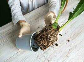 The roots of the orchid are pulled out of the flower pot. Diseases of orchid roots, breeding Cambria orchids. Care of roots of houseplant. Cutting roots. Home floriculture, plant care concept. photo