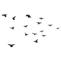 Silhouette sketch of a flock of flying birds, flight in different positions. Hover, soaring, landing, flying, flutter vector