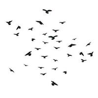 Silhouette sketch of a flock of flying birds, flight in different positions. Takeoff, flying, flight, flutter, hover, soaring, landing vector