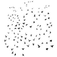 Silhouette sketch of a flock of flying birds, flight in different positions. Takeoff, flying, flight, flutter, hover, soaring, landing vector