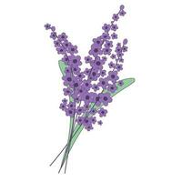 lavender flowers bouquet vector