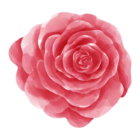 rose Rose magnifique fleurs avec aquarelle. png