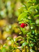 Deep in the forest. Sunny forest with cranberries. Wild berries close-up. photo