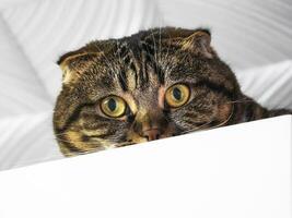 Portrait of a fold-eared cat, half of the muzzle peeks out from behind a white cabinet. Close-up photo