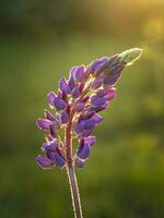 Lupin flower at sunset, close up photo