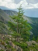 Fancy green larch on the edge of a cliff. Top mountain view. Foggy valley when a storm was approaching. photo