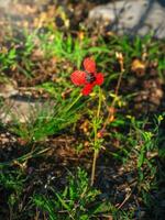 Close up of Papaver hybridum Rough Poppy growing wild in the caucasus mountains. photo