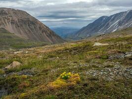 Alpine highlands. Alpine green summer meadow with blooming yellow flowers. Alpine highlands. Blooming meadow of the highlands. photo