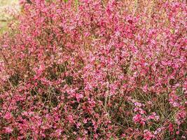 Branches with pink flowers of the steppe almond, close up. photo