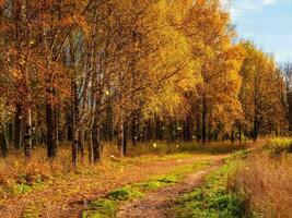 otoño hoja caer. un camino en un soleado otoño parque con que cae hojas. país la carretera mediante el arce bosque. foto