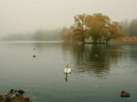 suave enfocar. místico Mañana otoño paisaje con niebla terminado el lago y blanco cisne. brumoso otoño paisaje con estado museo reserva Gatchina. foto