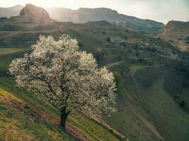 Natural background with a flowering fruit tree in spring on a mountain slope in the sunlight. Blooming wild apple tree of a ridge of rocky mountains. photo