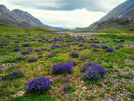 dramático paisaje con vívido flor prado con ver a nieve montañas debajo nublado cielo. nublado paisaje con púrpura flores en Valle en luz de sol en contra nieve montaña rango. foto