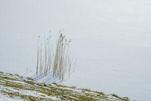 Minimalistic snowy winter natural background. The icy snow-covered surface of the lake with reed bushes near the shore. photo