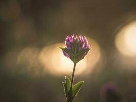 resumen verano natural antecedentes con un trébol flor. suave enfocar. foto