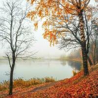 suave enfocar. brumoso otoño Mañana paisaje. un brillante otoño brumoso paisaje con dorado arboles por el estanque y un antiguo palacio. Gatchina. Rusia. foto