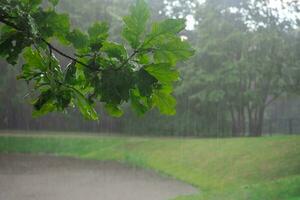 Heavy rain in the park photo