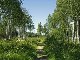 A shady birch path in the forest on a bright summer sunny day photo