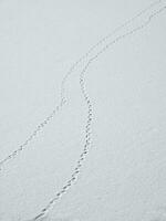 un pista de huellas en el nieve es un desvanecimiento perspectiva. pájaro pistas en el nieve foto
