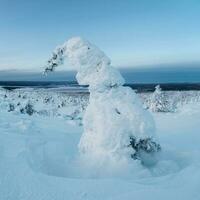 Magical bizarre silhouettes of trees are plastered with snow. Arctic harsh nature. A mystical fairy tale of the winter misty forest. Snow covered Christmas fir trees on mountainside. photo