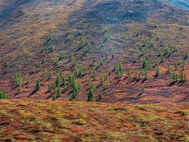 Red autumn mountain plateau, a slope with a low-growing shrub of dwarf birch is covered with a sparse forest of cedar trees. Bright autumn natural background. photo