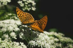 reproducción de dos mariposas en un flor. dos brillante naranja grande madre de perla mariposa sentado en un blanco flor en contra borroso oscuro césped. foto