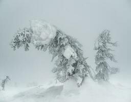 mágico extraño siluetas de arboles son borracho con nieve. ártico duro naturaleza. un místico hada cuento de el invierno brumoso bosque. foto