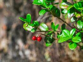 Red berry of cranberries on branch in summer. Scenic autumn rich flora close up.  Multicolor bokeh plants nature background in sunlight. Sunny fall natural backdrop. photo