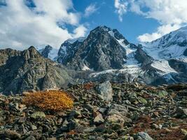 Yellow dwarf birch bush grows on the stones in autumn mountains. Autumn mountain plateau overlooking the glacier. photo