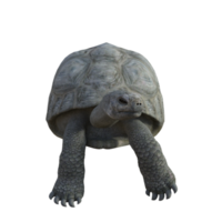 sköldpadda djur- isolerat 3d png