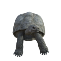 Tortuga animal aislado 3d png