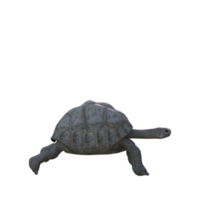 tartaruga animale isolato 3d png