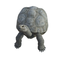 sköldpadda djur- isolerat 3d png