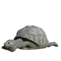 Tortuga animal aislado 3d png