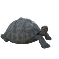 schildpad dier geïsoleerd 3d png