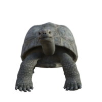 Tortuga animal aislado 3d png