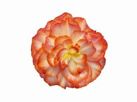 Beautiful red begonia flower isolate on a white background photo