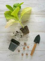 Planting a tobacco seedling photo