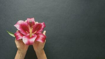 Autumn composition with red Lily flower in the hands on black background. Flat lay copy space photo