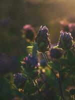 ABeautiful abstract summer natural background with a clover flowers in the sunset. Soft focus photo